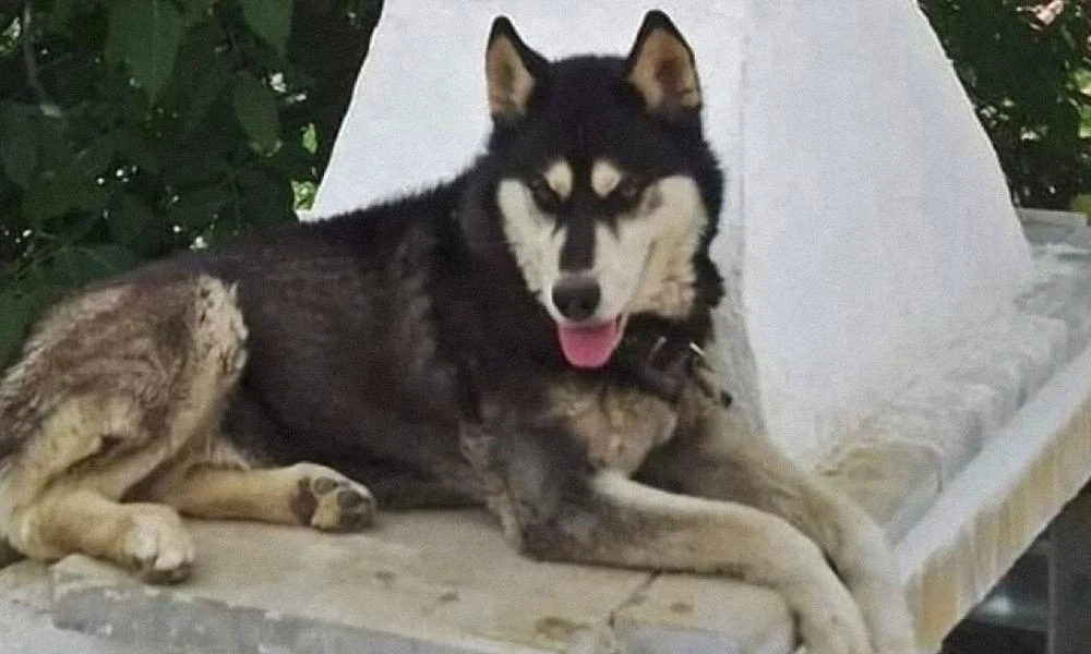 Αράχωβα-Όλιβερ: Όλα δείχνουν πως μια σοβαρή καταγγελία που έχει αγνοηθεί αλλάζει τα δεδομένα- Οι αποκαλύψεις φιλοζωικής ομάδας (Βίντεο)